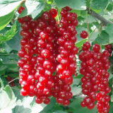 Джонкер Ван Тетс